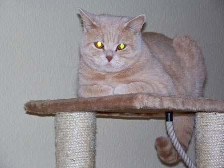 alannah