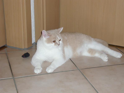 Brenda